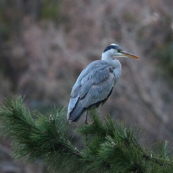 Grey Heron 大井埠頭(大井ふ頭) Tue, 3/13/2018