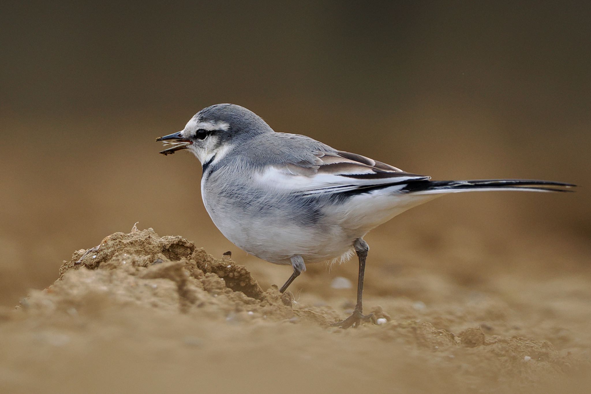 White Wagtail