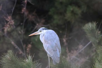 Grey Heron 大井埠頭(大井ふ頭) Tue, 3/13/2018