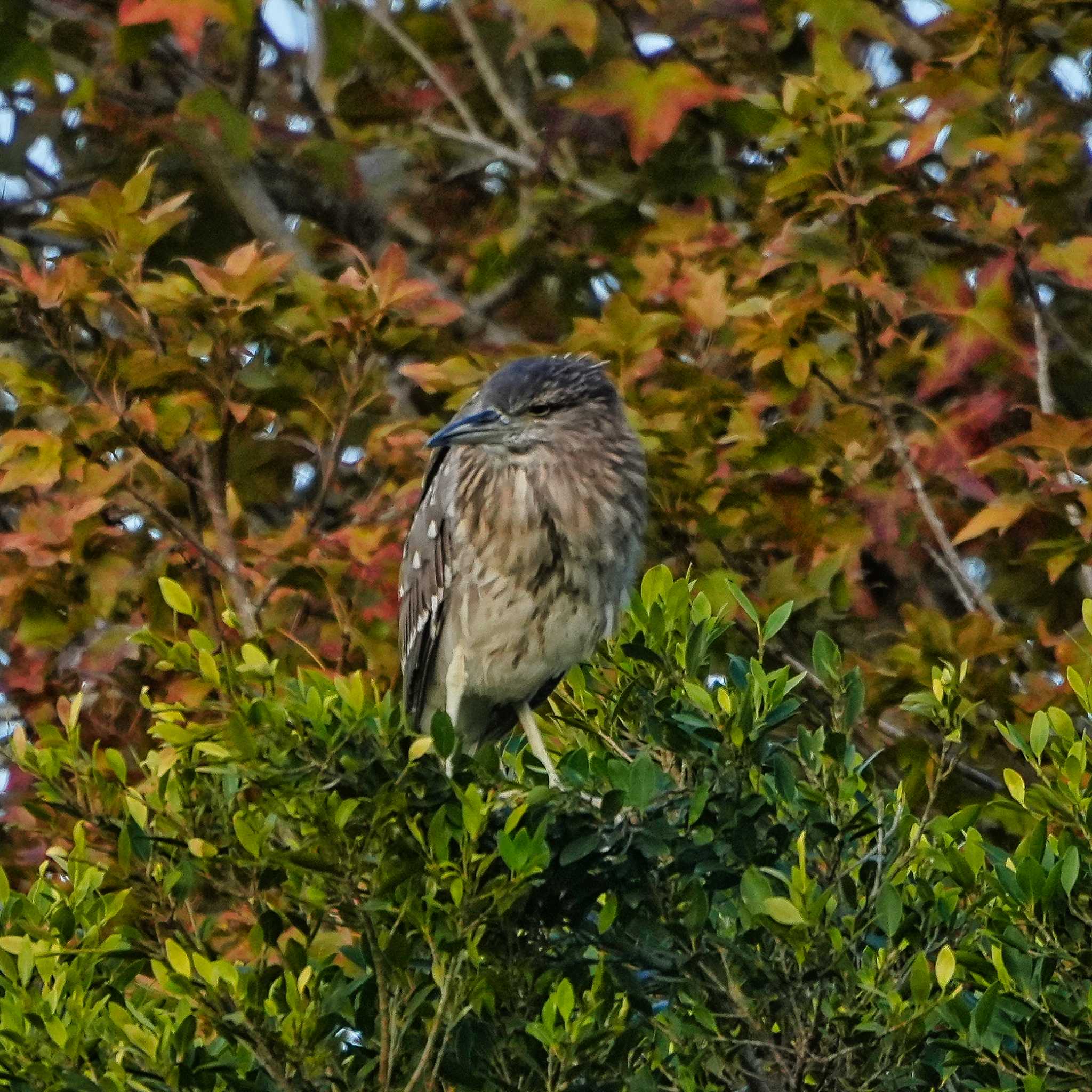 Photo of Black-crowned Night Heron at 九龍公園 by span265