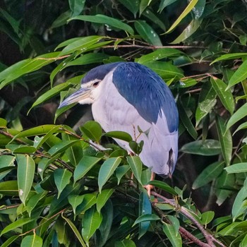 Black-crowned Night Heron 九龍公園 Mon, 12/19/2022