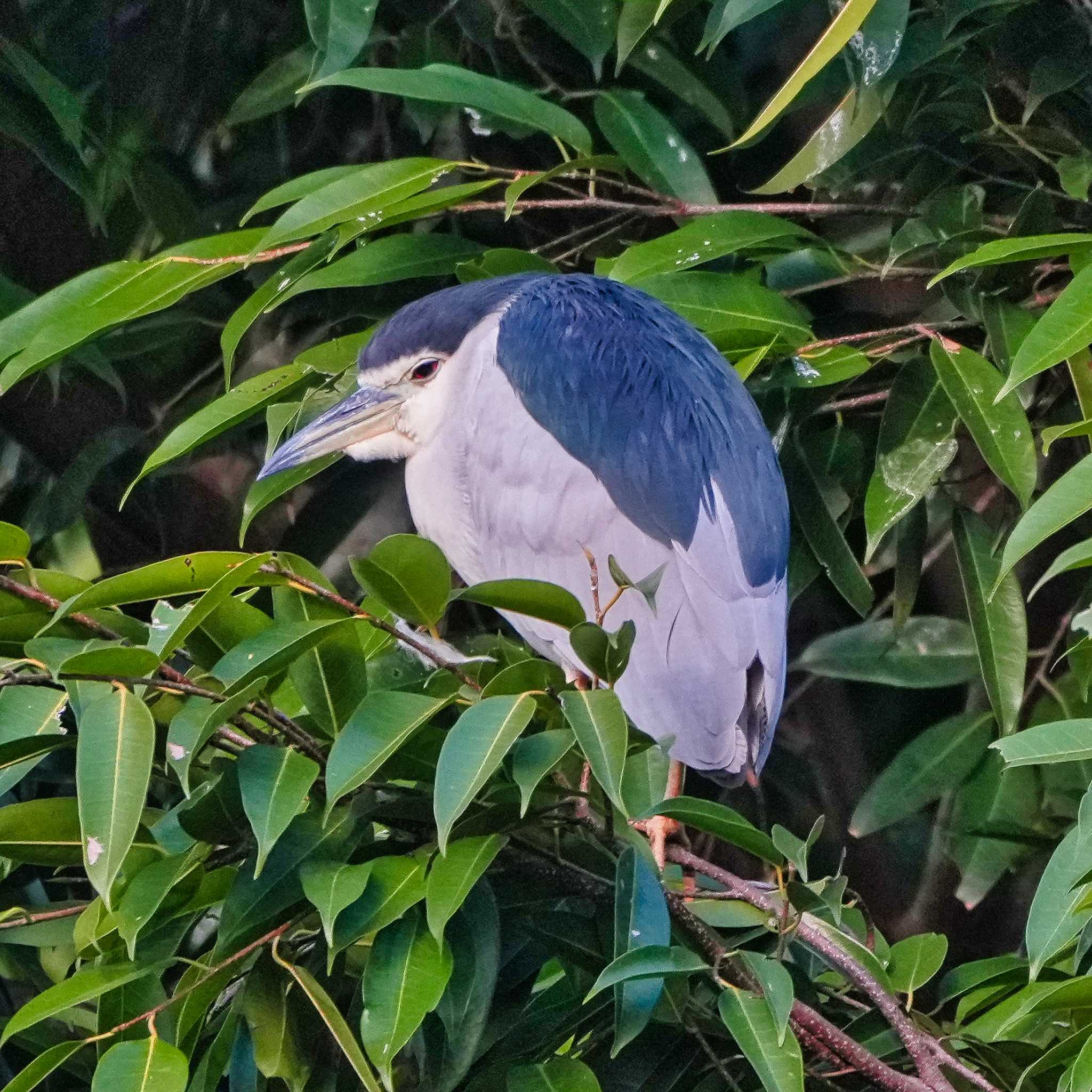 Photo of Black-crowned Night Heron at 九龍公園 by span265