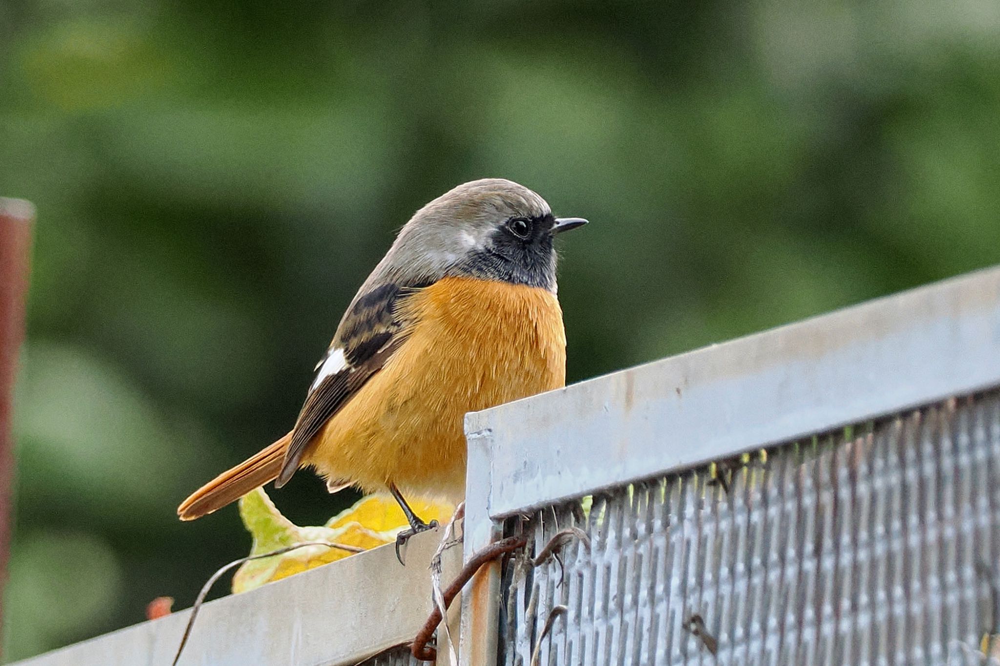 Daurian Redstart