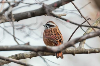 Meadow Bunting Miyagi Kenminnomori Tue, 12/20/2022