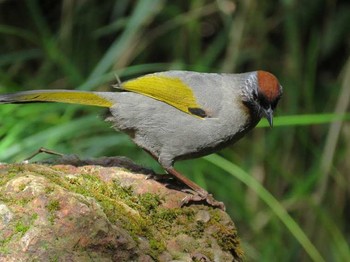 Chestnut-crowned Laughingthrush