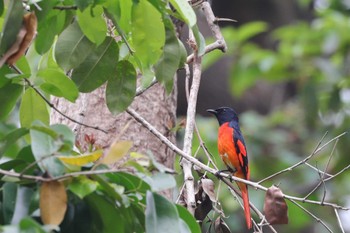 Grey-chinned Minivet 中国広東省 Sat, 11/17/2018