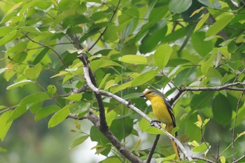 Grey-chinned Minivet 中国広東省 Sat, 11/17/2018