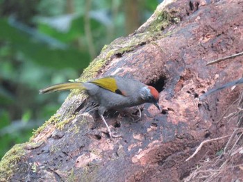 ズアカガビチョウ タイ北部 撮影日未設定