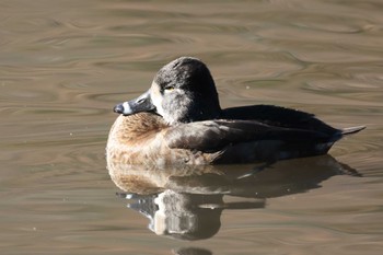 2022年12月20日(火) こども自然公園 (大池公園/横浜市)の野鳥観察記録