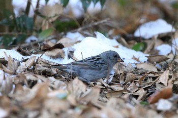 2018年1月25日(木) 明治神宮の野鳥観察記録