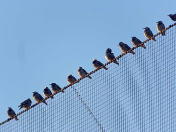 White-cheeked Starling 小柴自然公園 Tue, 12/20/2022