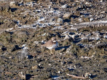 Long-billed Plover Nagahama Park Tue, 12/20/2022