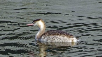 カンムリカイツブリ 近所の公園 2022年12月20日(火)