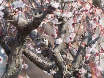 スズメ 庭 2018年3月14日(水)