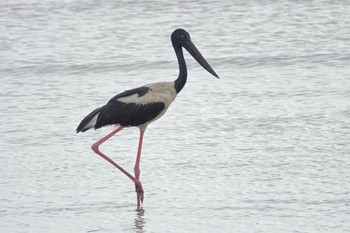 Black-necked Stork ケアンズ Wed, 10/12/2022