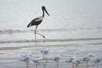 Black-necked Stork ケアンズ Wed, 10/12/2022