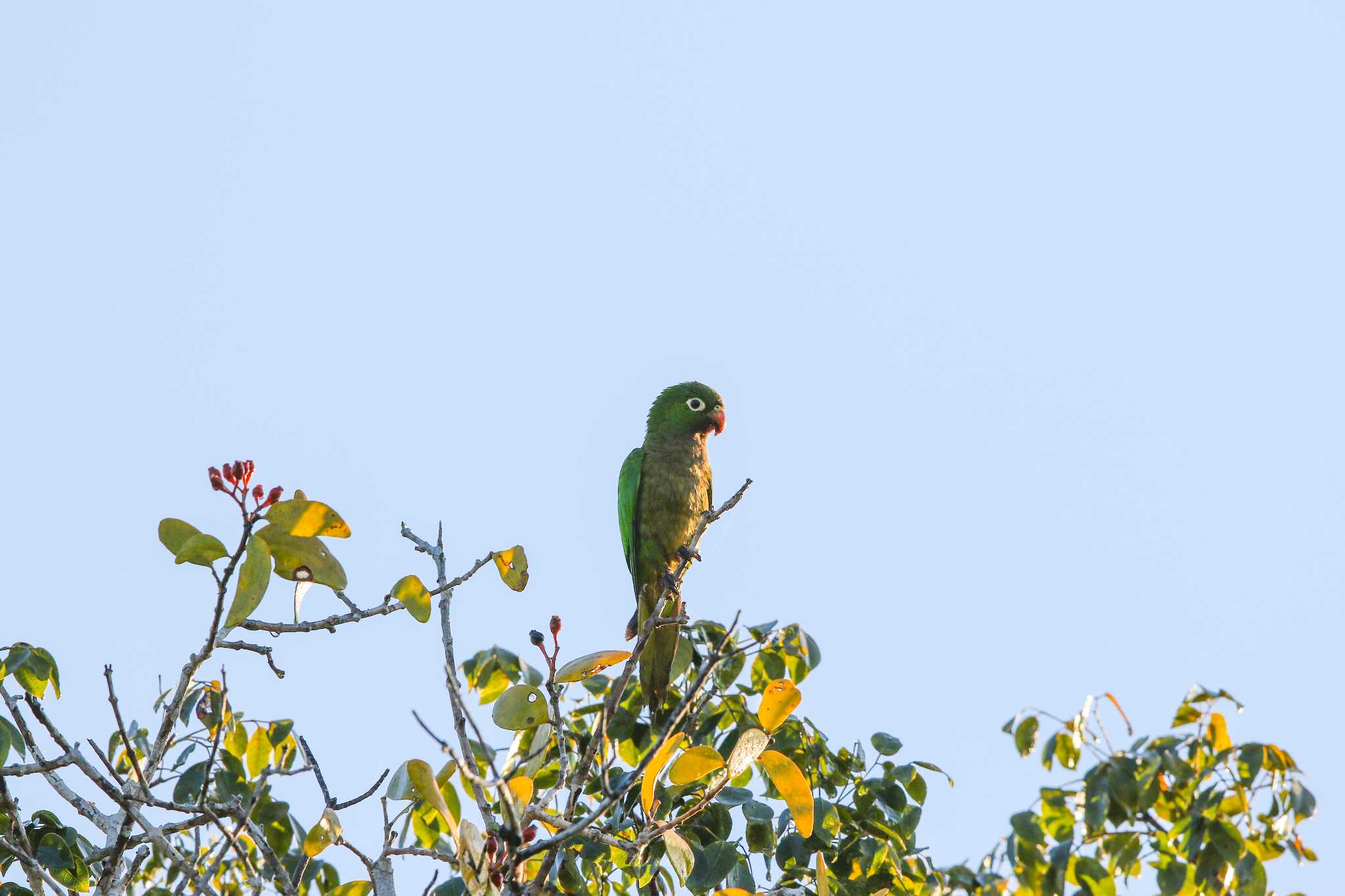 Photo of Olive-throated Parakeet at Vigia Chico(Mexico) by Trio