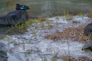 Muscovy Duck 檜町公園(東京ミッドタウン) Tue, 12/20/2022