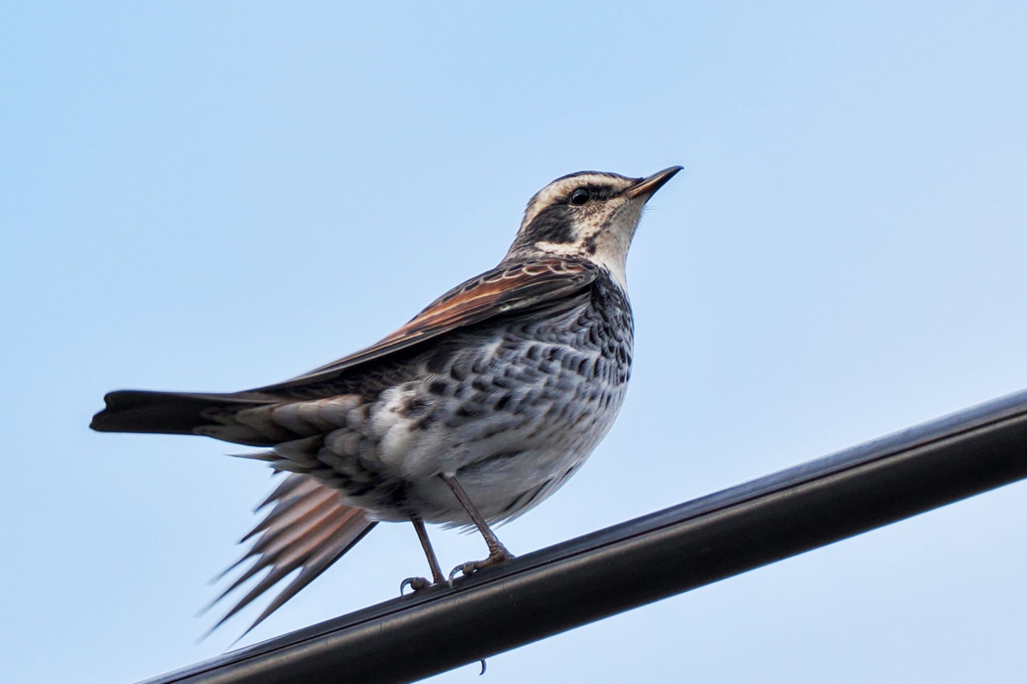 Dusky Thrush