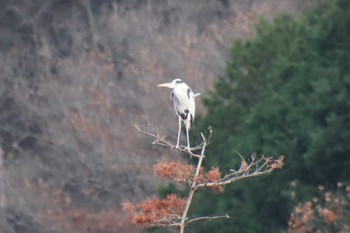 アオサギ 深泥池 2022年12月20日(火)