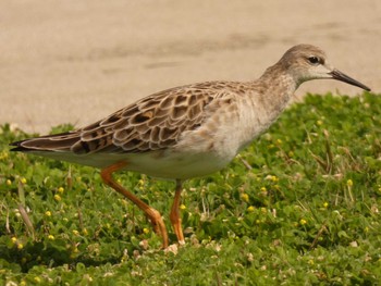 Ruff Yoron Island Wed, 3/14/2018