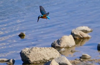 カワセミ 大和川 2022年12月20日(火)