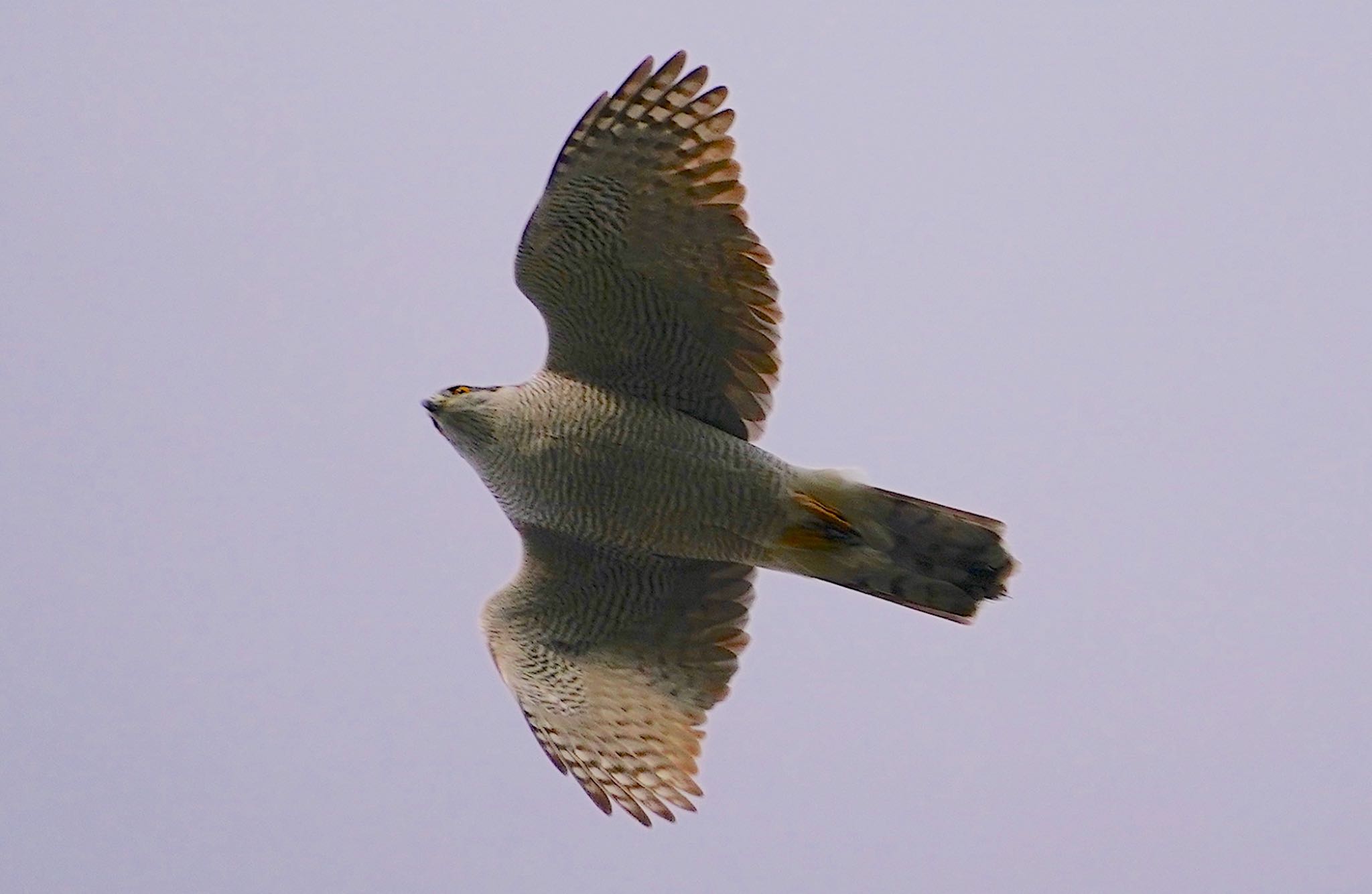 Photo of Eurasian Goshawk at 万代池 by アルキュオン