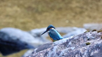 Common Kingfisher 武田尾 Mon, 12/19/2022