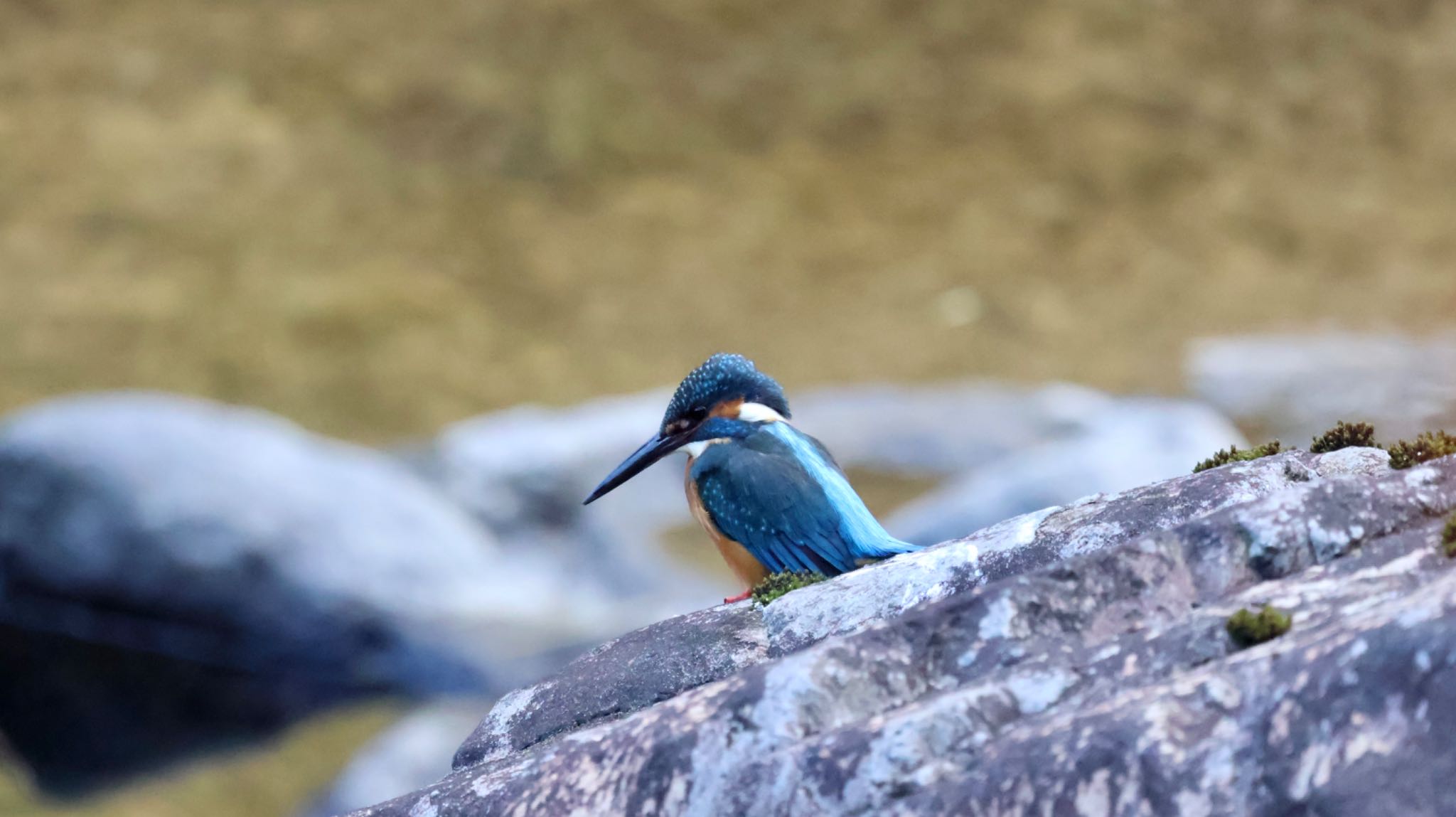 Photo of Common Kingfisher at 武田尾 by 洗濯バサミ