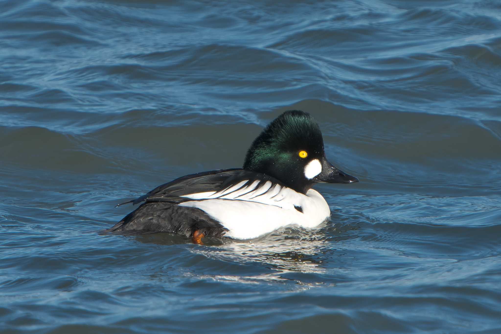 Photo of Common Goldeneye at 根室半島 by 禽好き