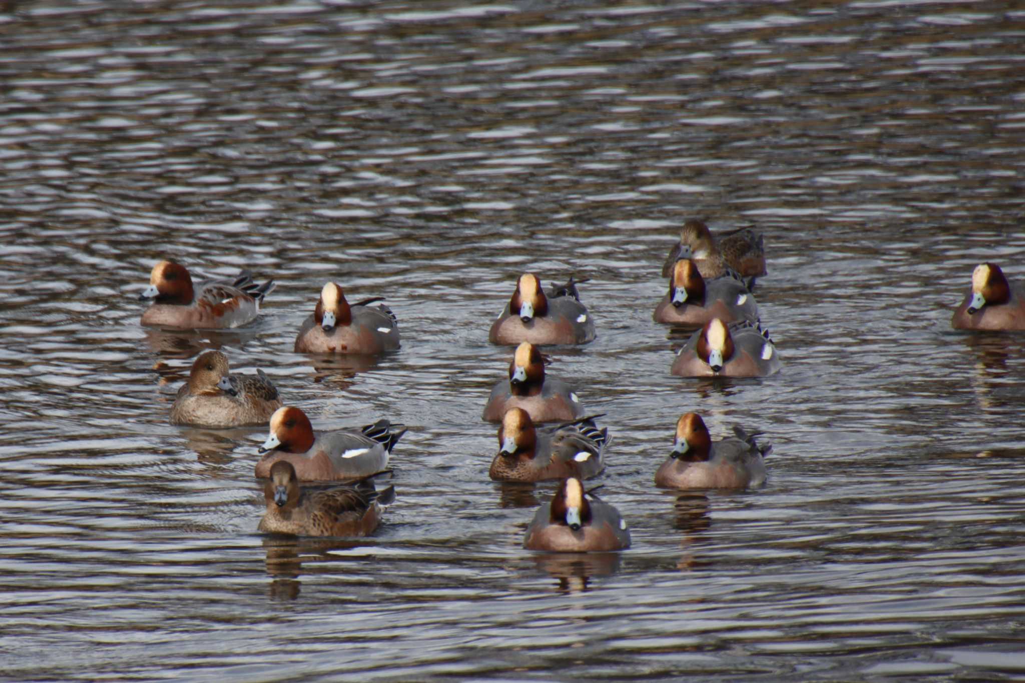 Eurasian Wigeon