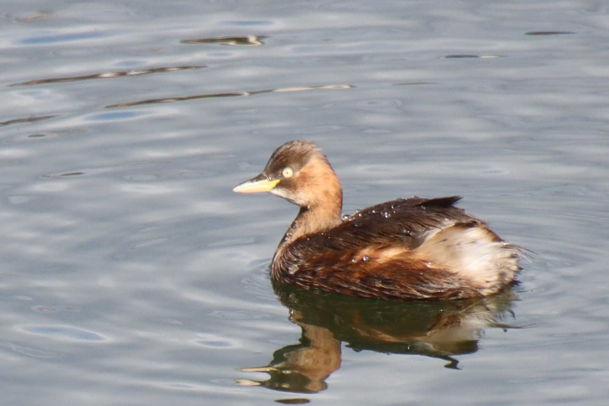 Little Grebe