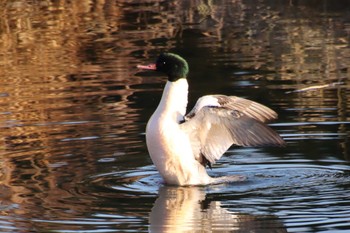 2022年12月20日(火) 鴨川の野鳥観察記録