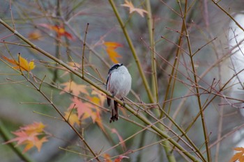 Long-tailed Tit 檜町公園(東京ミッドタウン) Tue, 12/20/2022