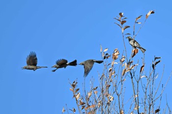 ヒヨドリ 羽生水郷公園 2022年12月20日(火)