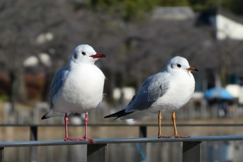 2022年12月19日(月) 都立浮間公園の野鳥観察記録