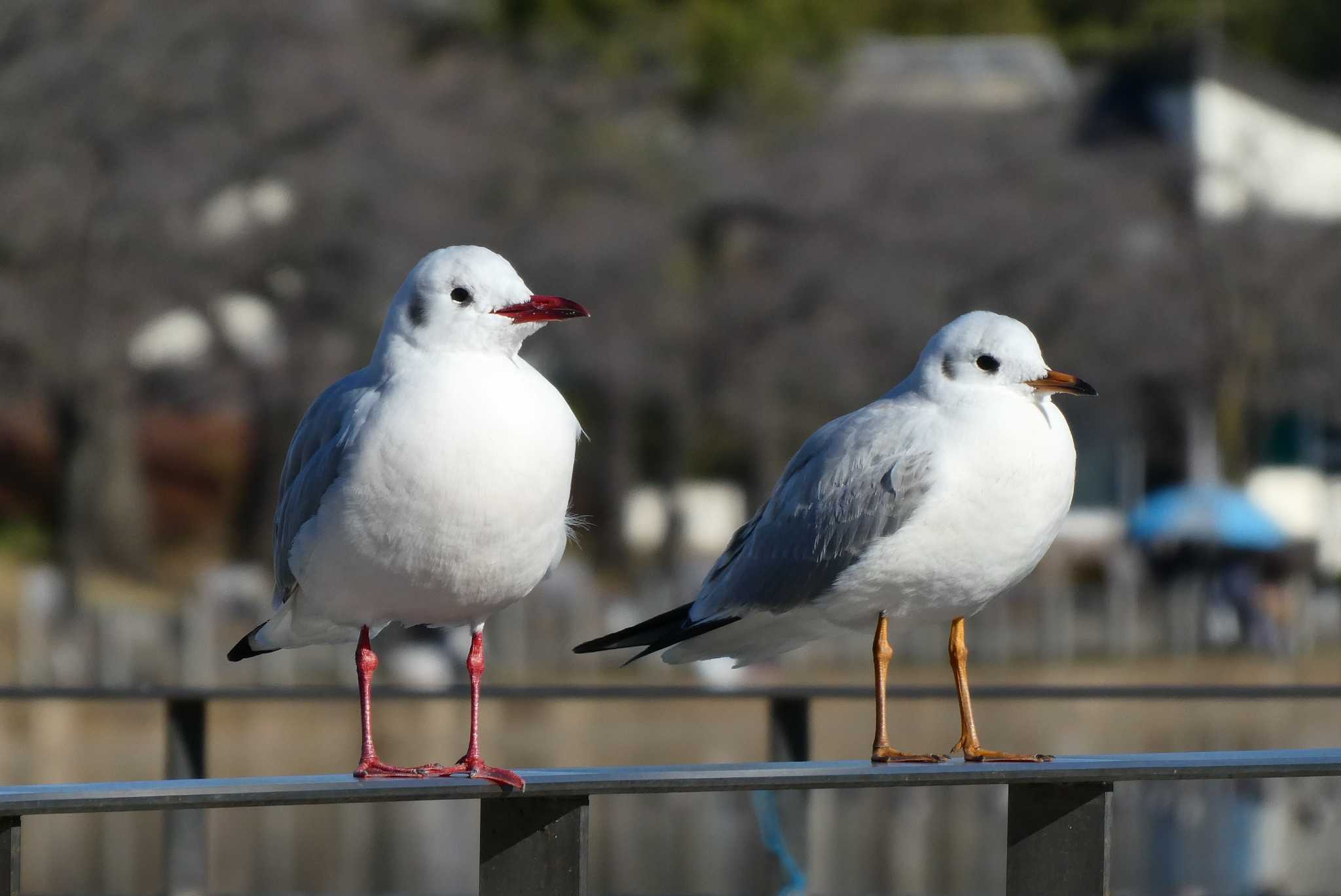 都立浮間公園 ユリカモメの写真 by Kirin-Kita