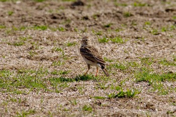 ヒバリ 兵庫県宝塚市 武庫川 2018年3月14日(水)