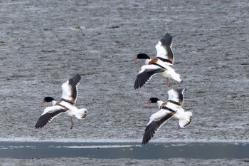 Common Shelduck 曽根干潟(曾根干潟) Tue, 12/20/2022