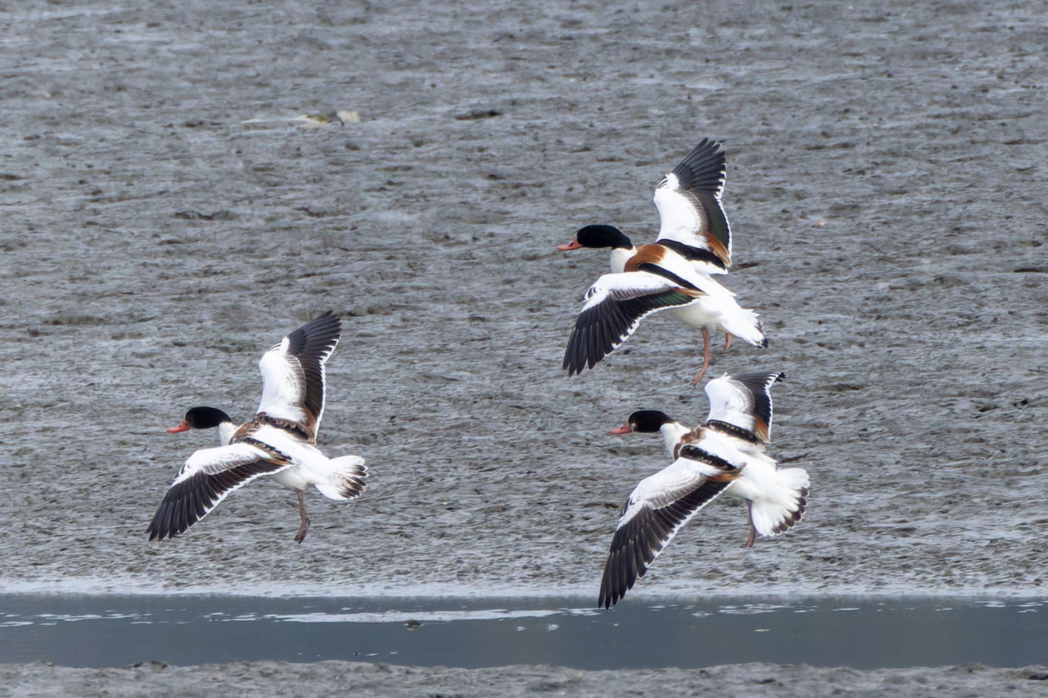 Photo of Common Shelduck at 曽根干潟(曾根干潟) by そいぎんた