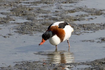 Common Shelduck 曽根干潟(曾根干潟) Tue, 12/20/2022