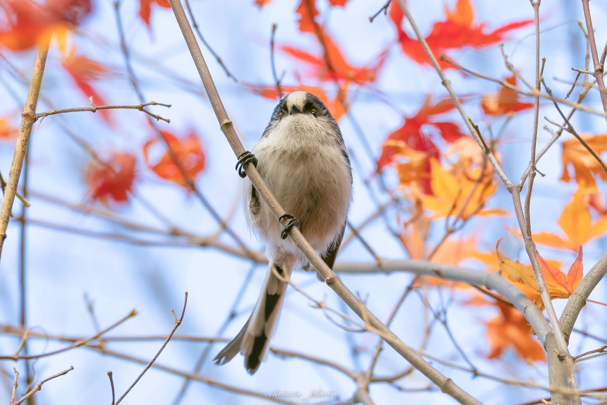 Photo of Long-tailed Tit at 東京都立桜ヶ丘公園(聖蹟桜ヶ丘) by Daison