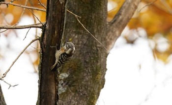 Japanese Pygmy Woodpecker Mizumoto Park Sun, 12/18/2022