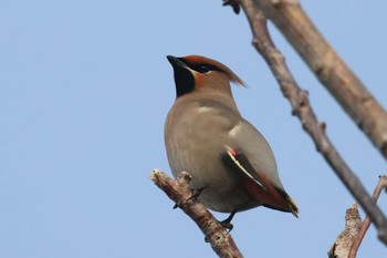 Bohemian Waxwing 北海道 函館市 松倉川 Wed, 3/14/2018