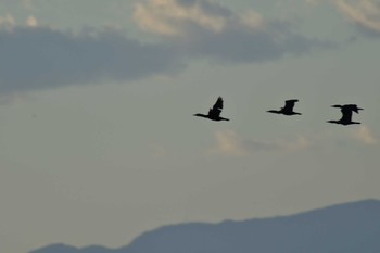 Japanese Cormorant 城ヶ島公園 Mon, 12/19/2022