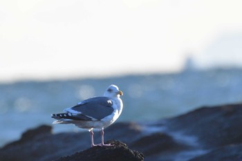 セグロカモメ 城ヶ島公園 2022年12月19日(月)