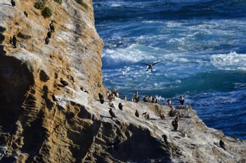 2022年12月19日(月) 城ヶ島公園の野鳥観察記録