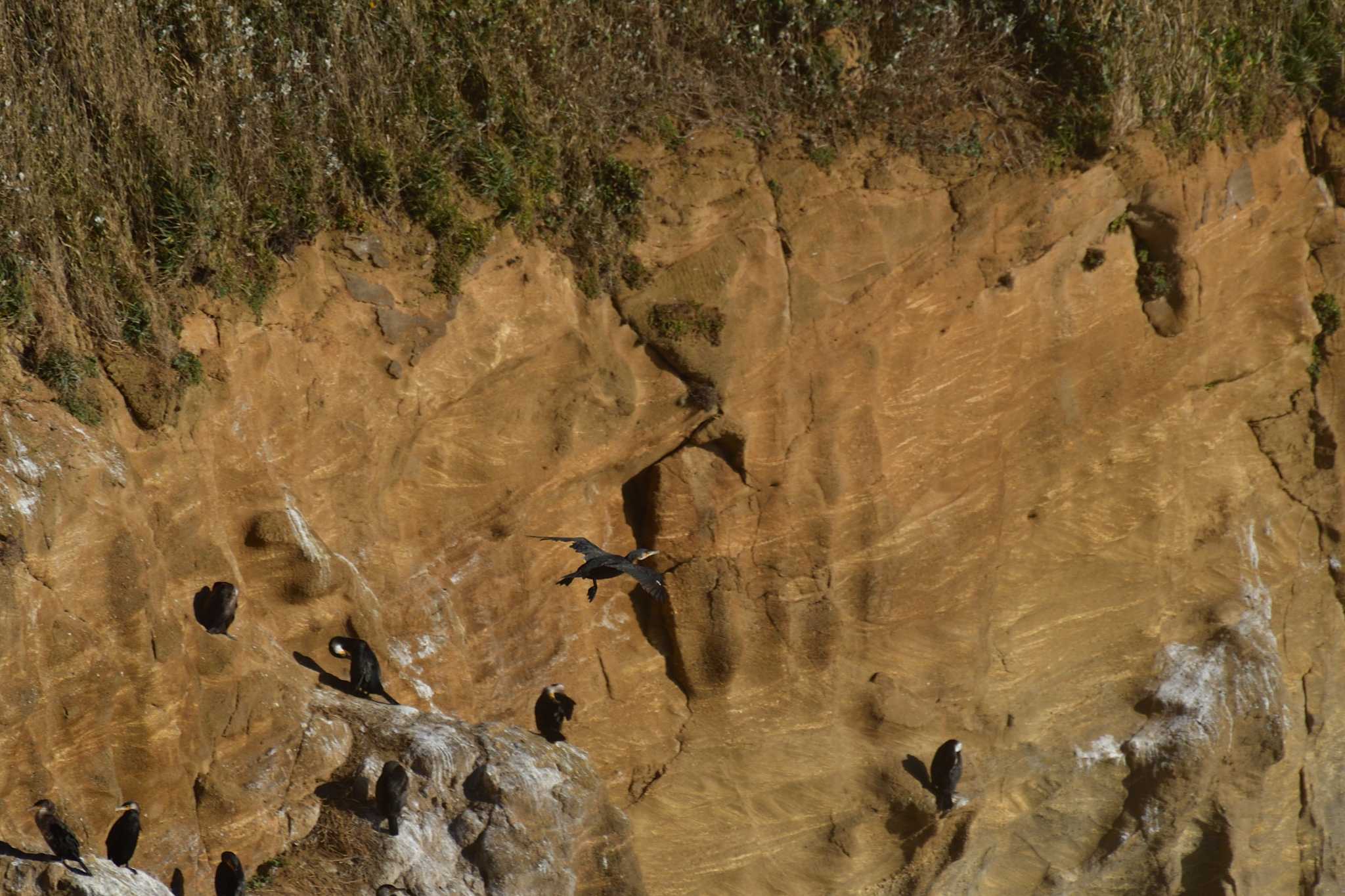 Japanese Cormorant