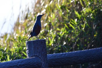 Blue Rock Thrush 城ヶ島公園 Mon, 12/19/2022