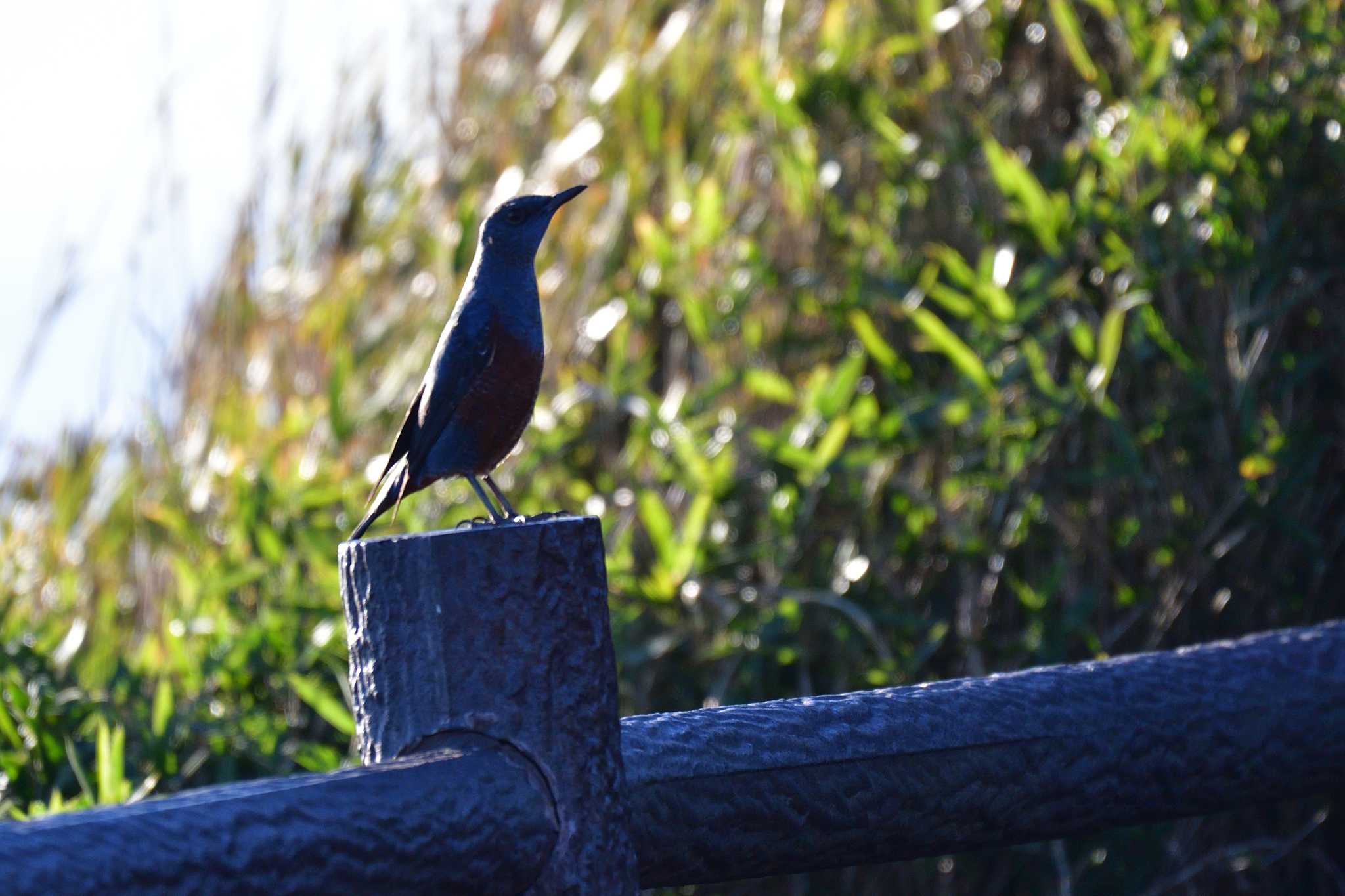 Blue Rock Thrush